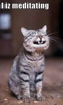 Play Another LolCat Compilation LWP Play Another LolCat Compilation LWP