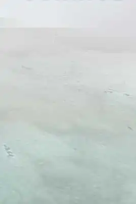 Play Antarctica 3D
