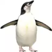 Free play online Antarctica Wonders APK Free play online Antarctica Wonders APK