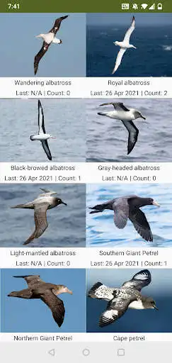 Play Antarctic Birds  and enjoy Antarctic Birds with UptoPlay