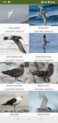 Play Antarctic Birds as an online game Antarctic Birds with UptoPlay