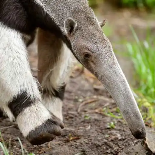 Play Anteater Wallpaper APK