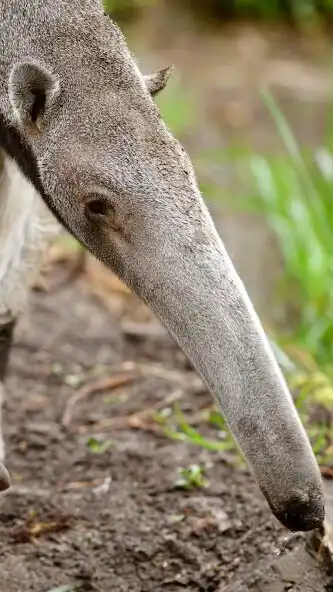 Play Anteater Wallpaper  and enjoy Anteater Wallpaper with UptoPlay