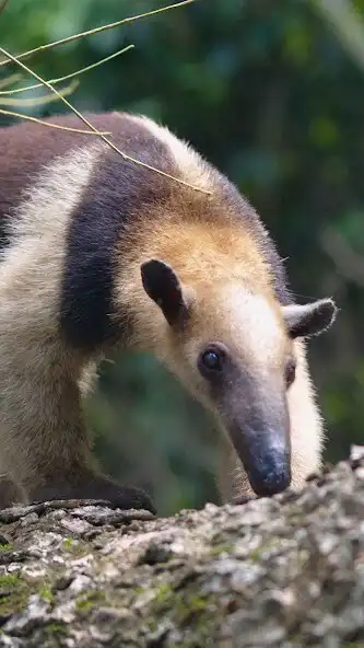 Play Anteater Wallpaper as an online game Anteater Wallpaper with UptoPlay