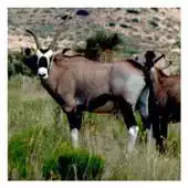 Free play online Antelopes - Wallpapers APK Free play online Antelopes - Wallpapers APK