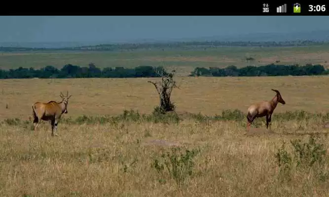Play Antelopes - Wallpapers
