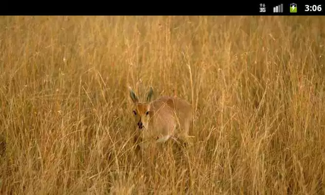 Play Antelopes - Wallpapers