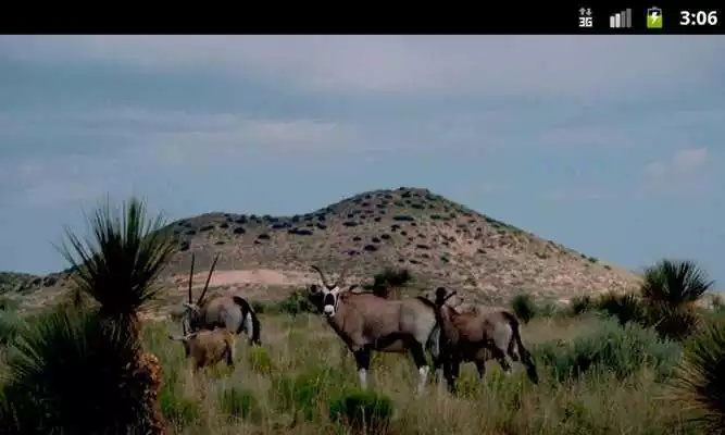 Play Antelopes - Wallpapers