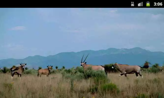 Play Antelopes - Wallpapers
