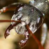 Free play online ant farm wallpapers APK Free play online ant farm wallpapers APK