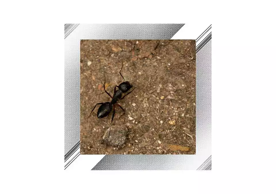 Free play online Ant Photo Frames APK