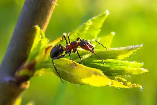 Play Ant Photo Frames