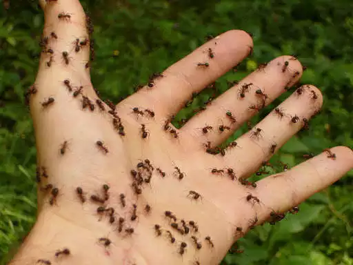 Play Ant Photo Frames
