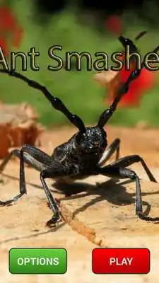 Play Ant Smash Funny Play Ant Smash Funny