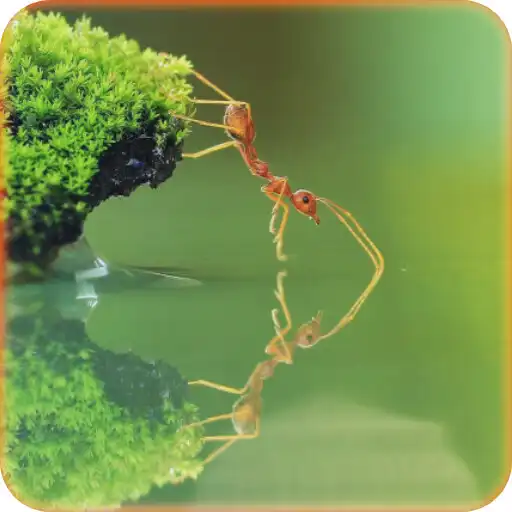 Play Ant Wallpaper APK