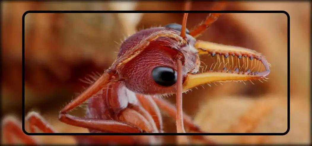 Play Ant Wallpaper  and enjoy Ant Wallpaper with UptoPlay