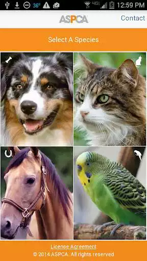 Play APCC by ASPCA