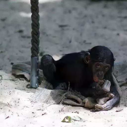 Play Ape Wallpaper APK