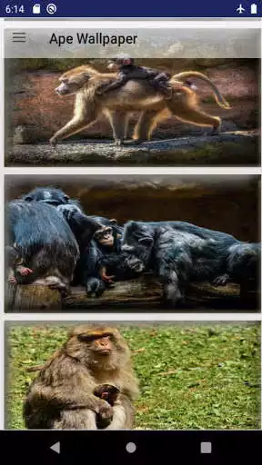 Play Ape Wallpaper  and enjoy Ape Wallpaper with UptoPlay