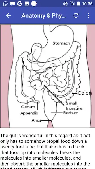 Play Appendicitis as an online game online Appendicitis with UptoPlay Play Appendicitis as an online game Appendicitis with UptoPlay