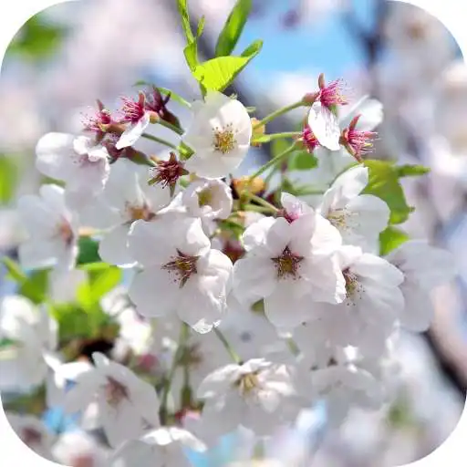 Play Apple Blossom Video Theme APK