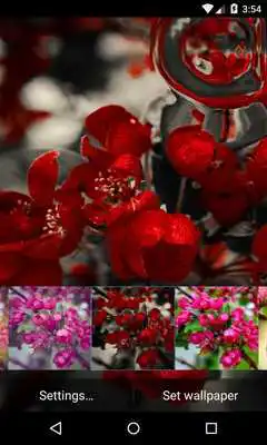 Play Apple Tree Live Wallpaper