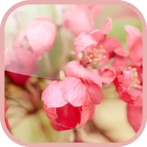 Play Apple Tree Wallpaper APK Play Apple Tree Wallpaper APK
