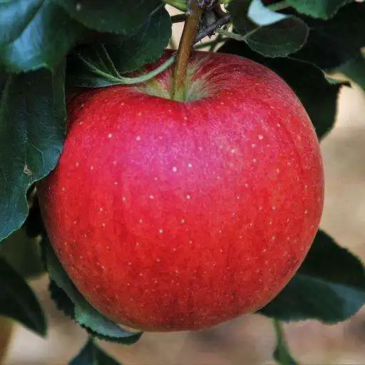 Play Apple Wallpapers HD APK