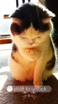 Play Applock Theme  Cat