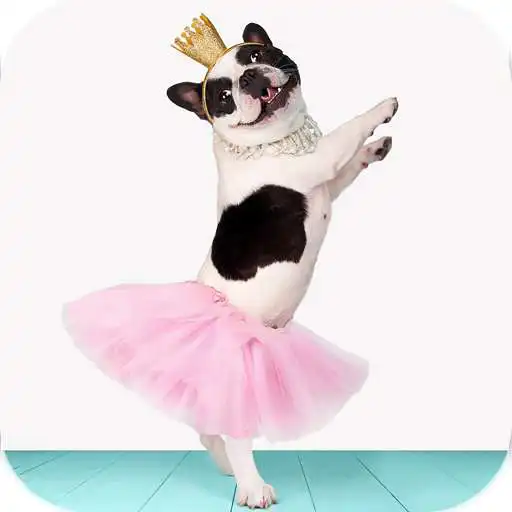 Run free android online AppLock Theme Cute Dog APK