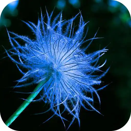 Free play online AppLock Theme Dandelion APK Free play online AppLock Theme Dandelion APK
