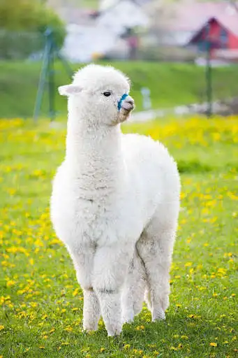 Play Appp.io - Alpaca Sounds Play Appp.io - Alpaca Sounds
