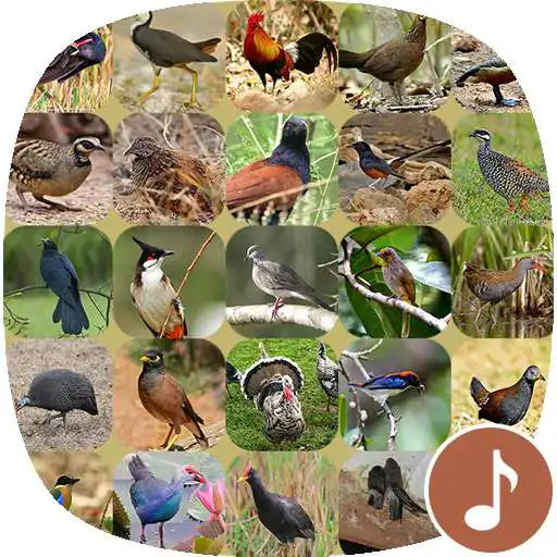 Play Appp.io - Bird Calls APK