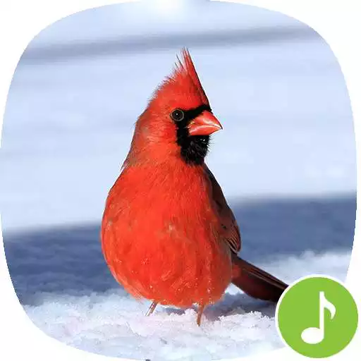 Free play online Appp.io - Cardinal Bird Sounds APK