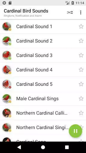 Play Appp.io - Cardinal Bird Sounds Play Appp.io - Cardinal Bird Sounds