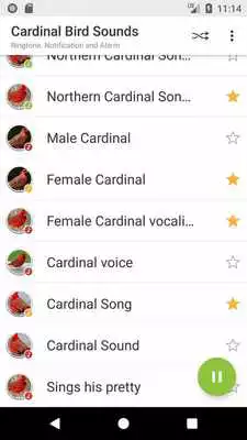 Play Appp.io - Cardinal Bird Sounds Play Appp.io - Cardinal Bird Sounds