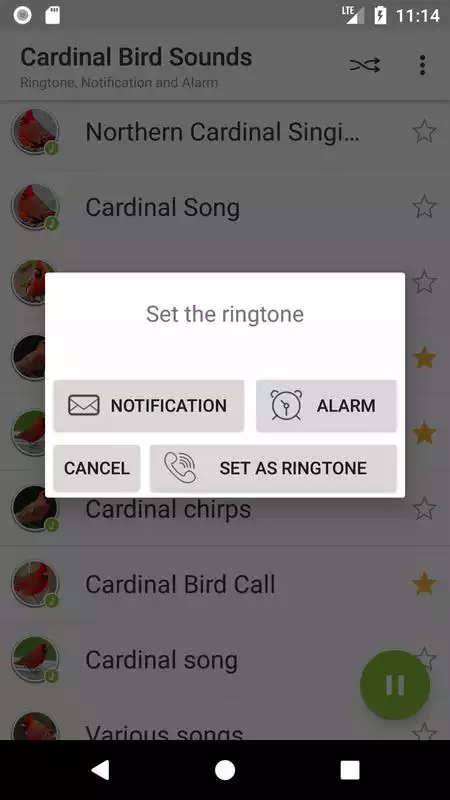 Play Appp.io - Cardinal Bird Sounds Play Appp.io - Cardinal Bird Sounds