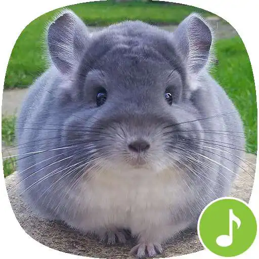Free play online Appp.io - Chinchilla sounds APK Free play online Appp.io - Chinchilla sounds APK