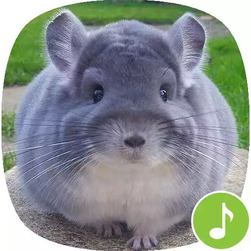 Play Appp.io - Chinchilla sounds APK