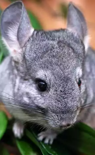 Play Appp.io - Chinchilla sounds