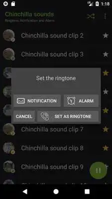 Play Appp.io - Chinchilla sounds
