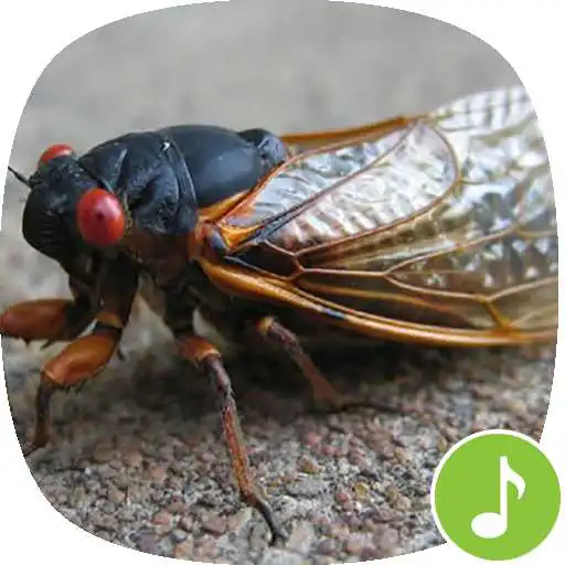 Play Appp.io - Cicada Sounds APK Play Appp.io - Cicada Sounds APK