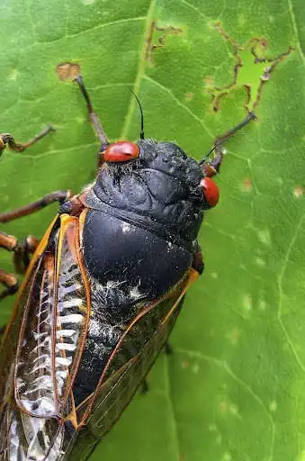 Play Appp.io - Cicada Sounds  and enjoy Appp.io - Cicada Sounds with UptoPlay