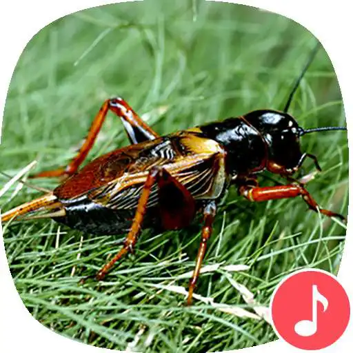 Free play online Appp.io - Crickets Sounds APK