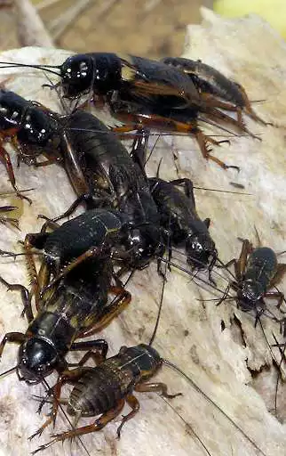 Play Appp.io - Crickets Sounds Play Appp.io - Crickets Sounds