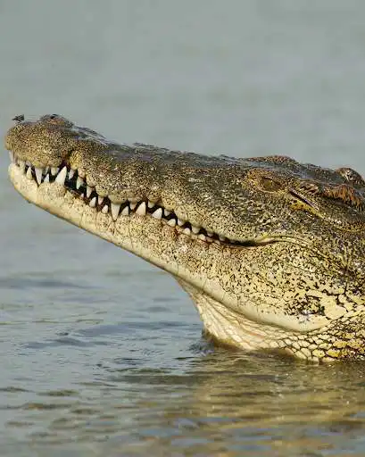 Play Appp.io - Crocodile Sounds  and enjoy Appp.io - Crocodile Sounds with UptoPlay