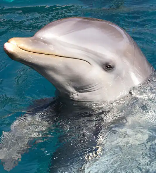 Play Appp.io - Dolphin Sounds  and enjoy Appp.io - Dolphin Sounds with UptoPlay