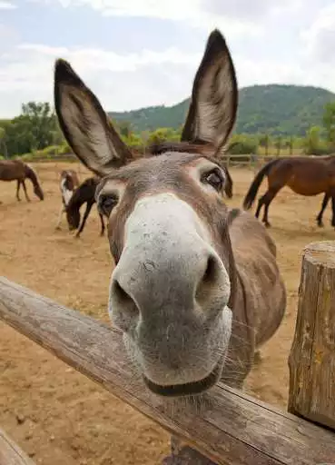 Play Appp.io - Donkey Sounds