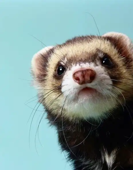 Play Appp.io - Ferret Sounds  and enjoy Appp.io - Ferret Sounds with UptoPlay