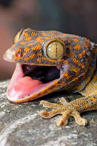 Play Appp.io - Gecko Sounds  and enjoy Appp.io - Gecko Sounds with UptoPlay